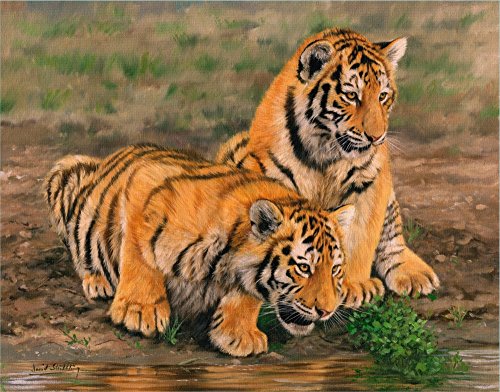 Two Tiger Cubs Poster Print by David Stribbling
