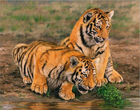 Two Tiger Cubs Poster Print by David Stribbling
