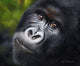 Mountain Gorilla Poster Print by Sarah Stribbling in vibrant colors.