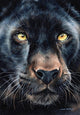 Black Panther Portrait Poster Print by Sarah Stribbling