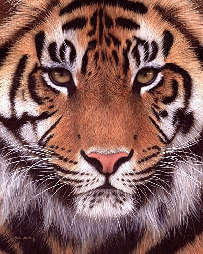 Sumatran Tiger Poster Print by Rachel Stribbling showcasing vibrant colors.