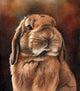 Lop Rabbit Poster Print by Sarah Stribbling showcasing a charming rabbit illustration.