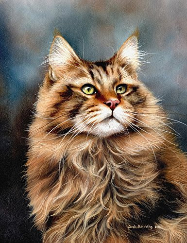 Maine Coon Cat Poster Print by Sarah Stribbling showcasing a majestic feline.