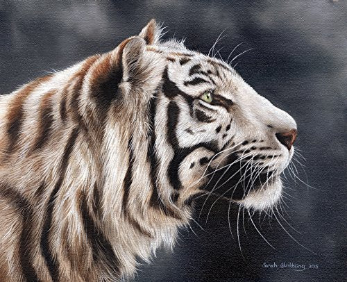 White Tiger Head Poster Print by Sarah Stribbling - Detailed Art