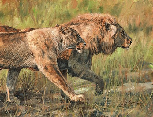Lion and Lioness Poster Print by David Stribbling, showcasing wildlife art