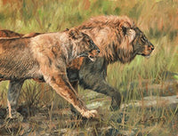 Lion and Lioness Poster Print by David Stribbling, showcasing wildlife art
