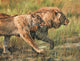 Lion and Lioness Poster Print by David Stribbling, showcasing wildlife art