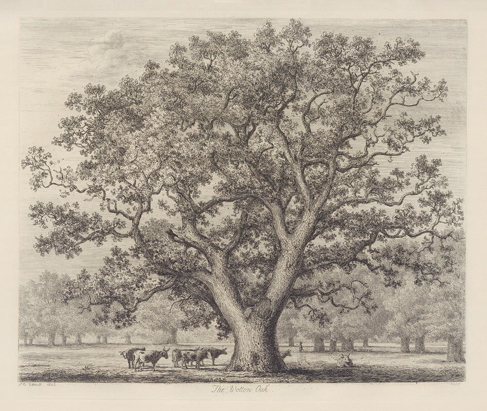 The Wotton Oak (1826) art print by Jacob George Strutt showcasing a majestic oak tree.