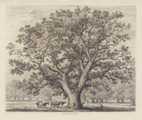 The Wotton Oak (1826) art print by Jacob George Strutt showcasing a majestic oak tree.