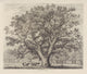 The Wotton Oak (1826) art print by Jacob George Strutt showcasing a majestic oak tree.