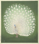 Peacock art print by Ohara Koson showcasing vibrant colors and intricate details.