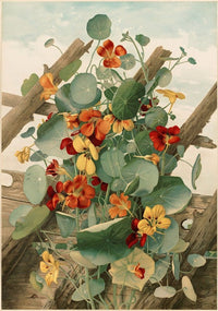 Nasturtiums No. 2 floral poster print by Thaddeus Welch