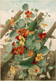 Nasturtiums No. 2 floral poster print by Thaddeus Welch