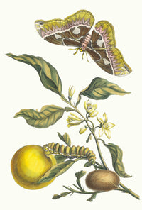 Oranger poster print by Maria Sibylla Merian showcasing floral beauty.