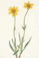 Woolly Arnica plant print by Mary Vaux Walcott, 18x24