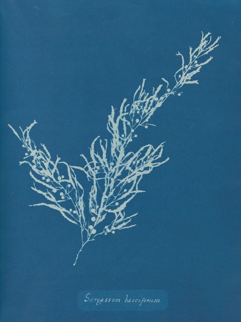 Sargassum Bacciferum art print by Anna Atkins showcasing intricate seaweed details.