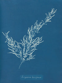 Sargassum Bacciferum art print by Anna Atkins showcasing intricate seaweed details.