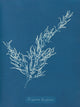 Sargassum Bacciferum art print by Anna Atkins showcasing intricate seaweed details.