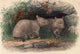 Hairy-Nosed Wombat Poster Print by Joseph Wolf, wildlife art.