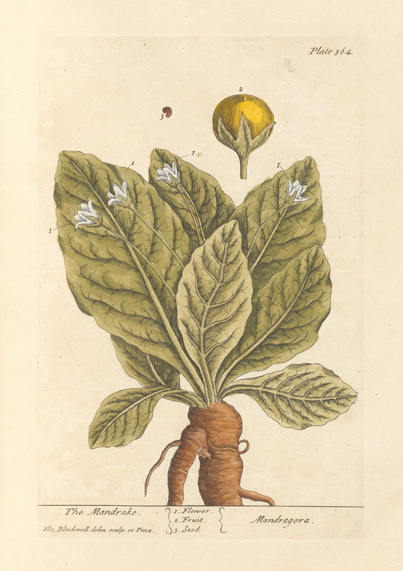 The Mandrake botanical poster print by Elizabeth Blackwell, 1739