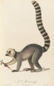 Le Mococo (1797) art print by Jean-Baptiste Audebert.