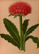 Haemanthus Puniceus botanical poster print by Arentina Hendrica Arendsen