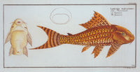 Loricaria Plecostomus The Guacari Poster Print by Marcus Elieser Bloch