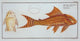 Loricaria Plecostomus The Guacari Poster Print by Marcus Elieser Bloch