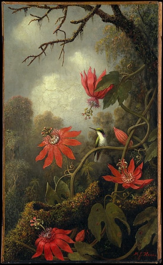Hummingbird and Passionflowers Art Print by Martin Johnson Heade