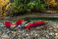 Adams River Sockeye Salmon Photo Print showcasing vibrant colors and natural beauty.