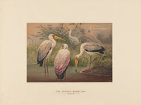 African Wood-Ibis art print by Joseph Wolf, vibrant bird illustration