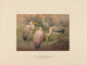 African Wood-Ibis art print by Joseph Wolf, vibrant bird illustration