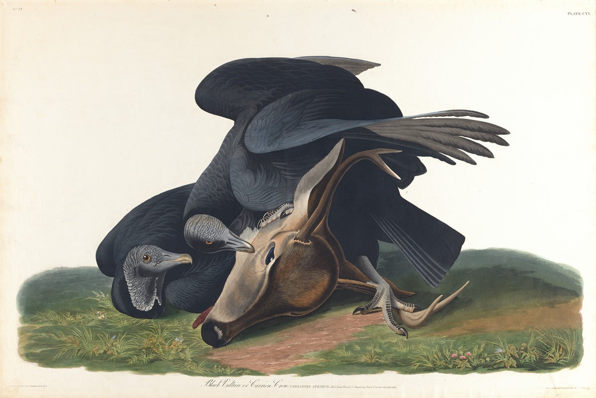 Black Vulture art print by John James Audubon showcasing detailed wildlife art.