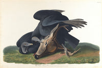 Black Vulture art print by John James Audubon showcasing detailed wildlife art.