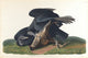 Black Vulture art print by John James Audubon showcasing detailed wildlife art.