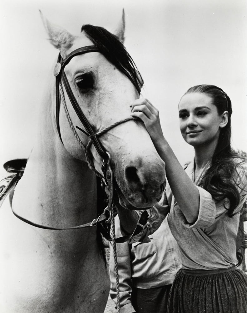Audrey Hepburn putting the bridle on a horse photo print.
