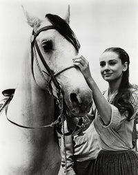 Audrey Hepburn putting the bridle on a horse photo print.