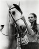 Audrey Hepburn putting the bridle on a horse photo print.