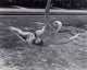 Carole Landis Swimming in Pool Photo Print - Vintage Glamour