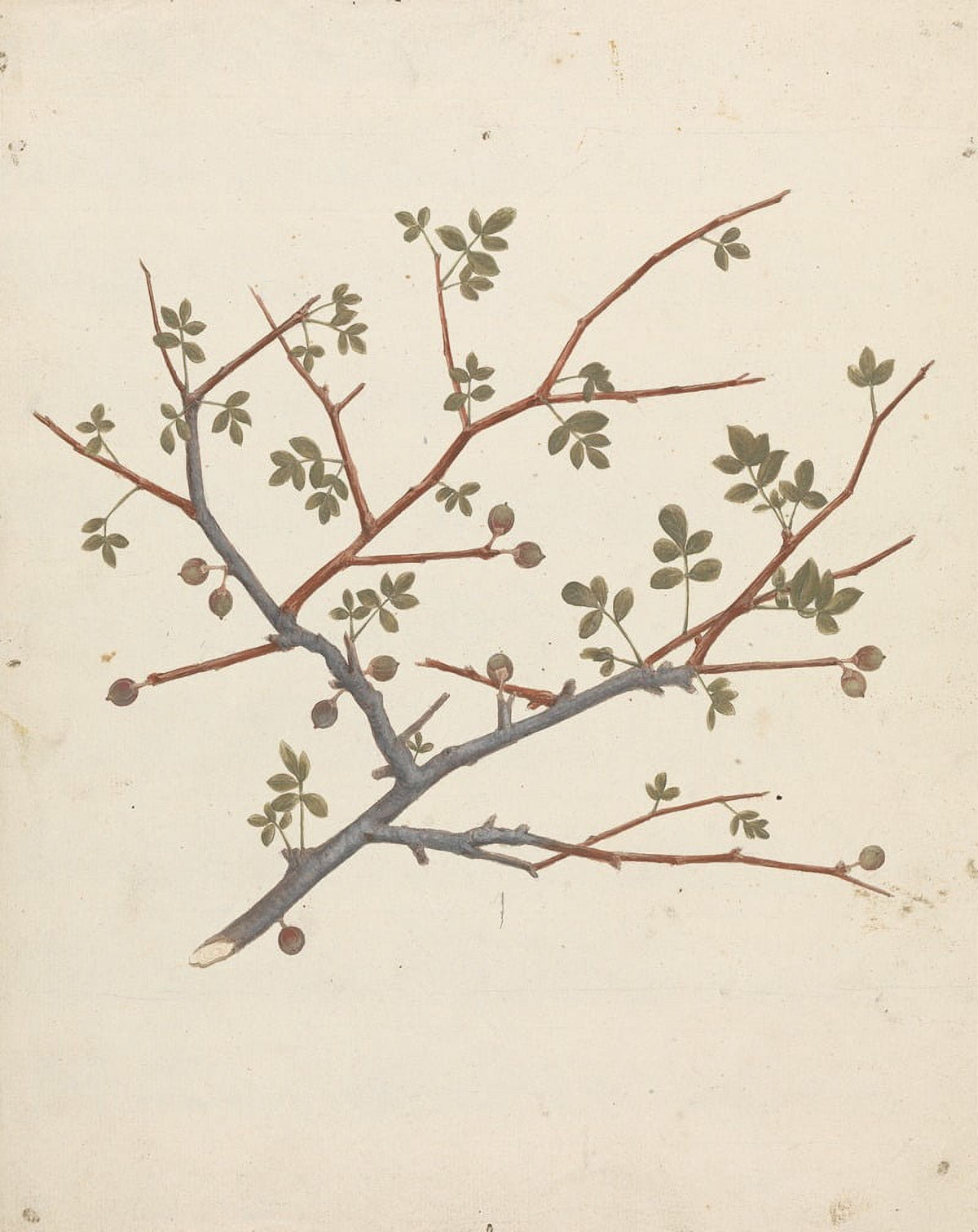 Balm of Gilead Opobalsam Poster Print by Luigi Balugani