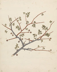 Balm of Gilead Opobalsam Poster Print by Luigi Balugani