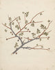 Balm of Gilead Opobalsam Poster Print by Luigi Balugani