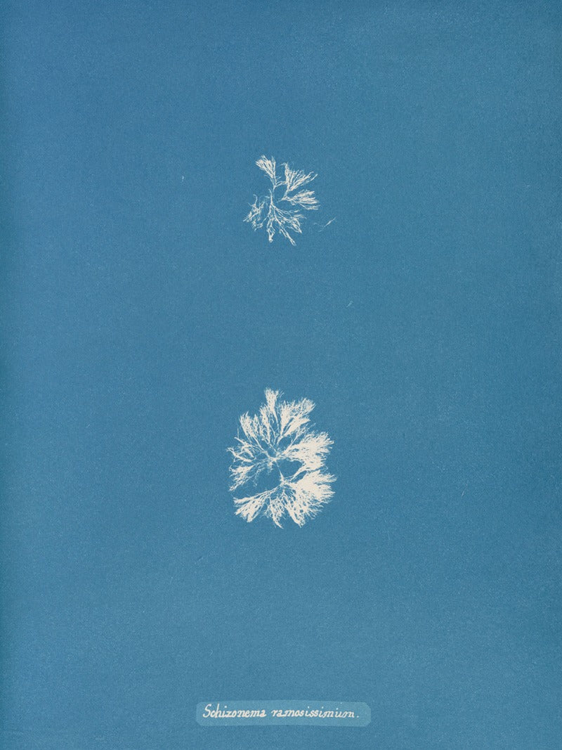 Schizonema Ramosissimum botanical poster print by Anna Atkins