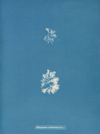 Schizonema Ramosissimum botanical poster print by Anna Atkins