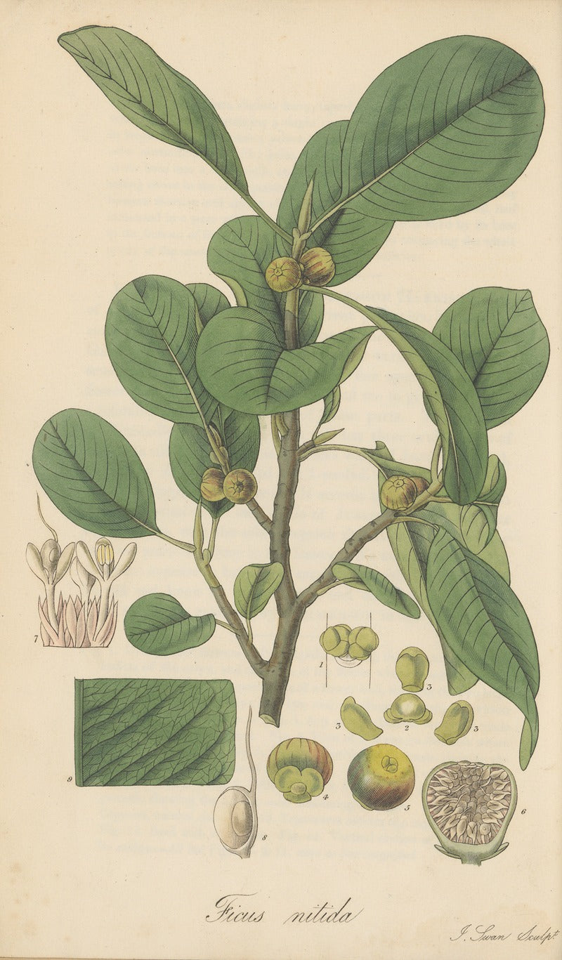 Ficus Nitida botanical poster print by William Jackson Hooker, vibrant plant illustration.