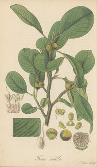 Ficus Nitida botanical poster print by William Jackson Hooker, vibrant plant illustration.