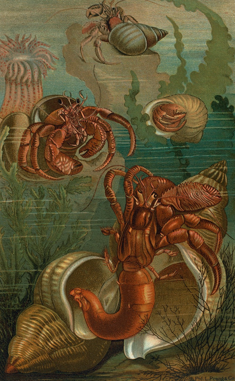 Hermit Crabs Poster Print by John George Wood - Marine Art