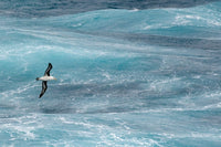 Black-Browed Albatross soaring over the Drake Passage in Antarctica photo print