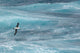Black-Browed Albatross soaring over the Drake Passage in Antarctica photo print