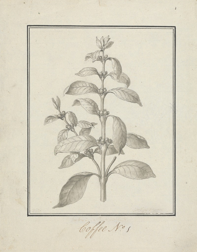 Coffea arabica L. poster print showcasing leafy coffee shoots and berries by Luigi Balugani.
